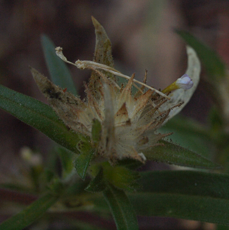 Collomia linearis