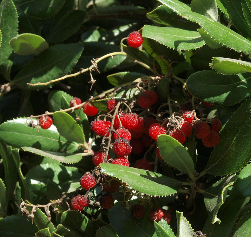 Comarostaphylis diversifolia ssp. planifolia