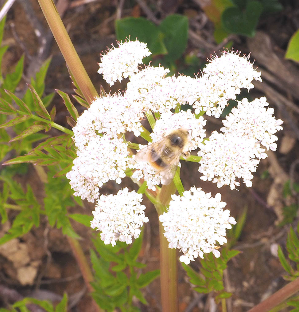 Conioselinum pacificum (Pacific hemlock-parsely)Picture
