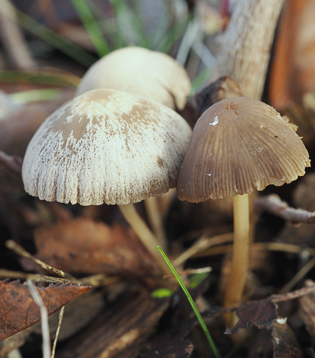 Coprinellus disseminatus (Fairy Bonnet) 