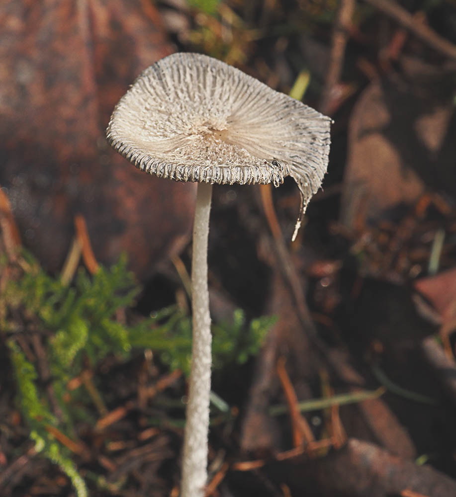 Coprinopsis lagopus (Harefoot Mushroom)