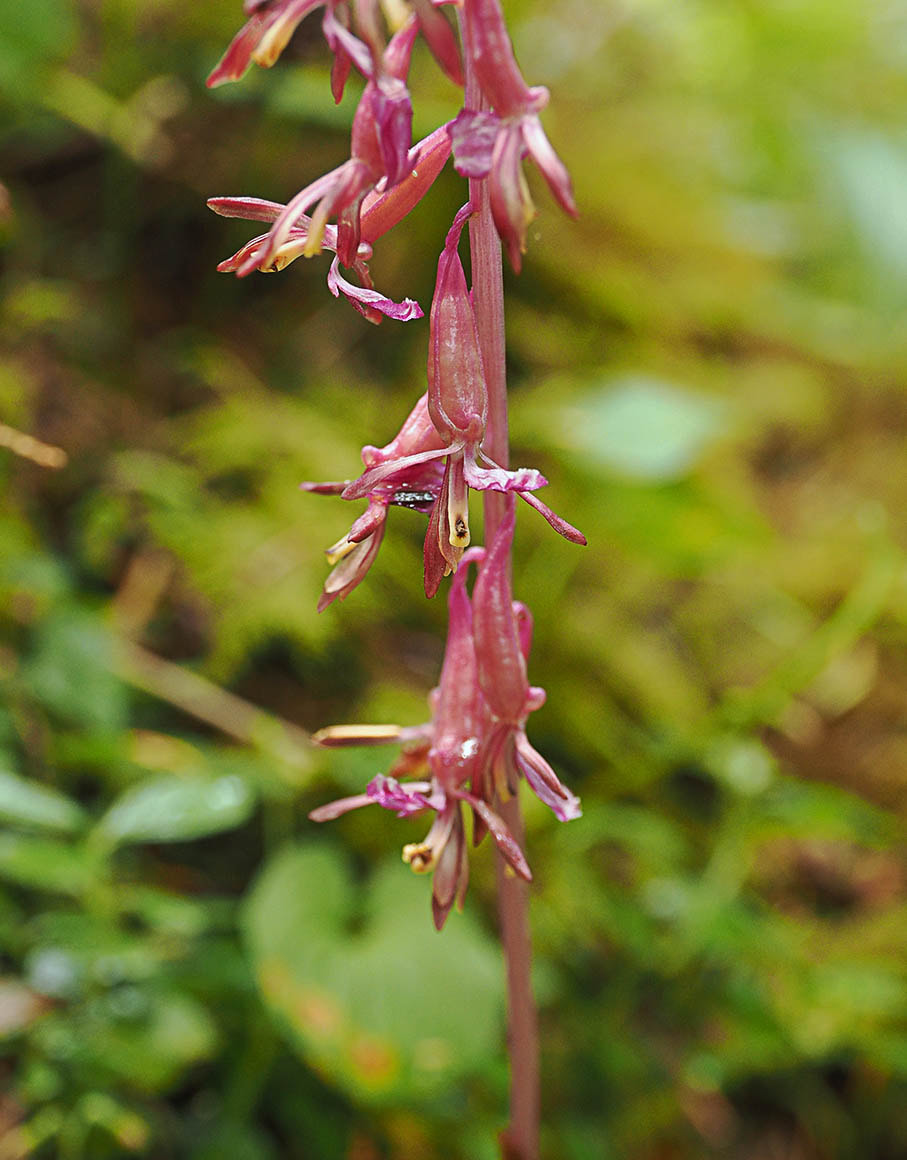 Corallorhiza mertensiana (Pacific coralroot) 