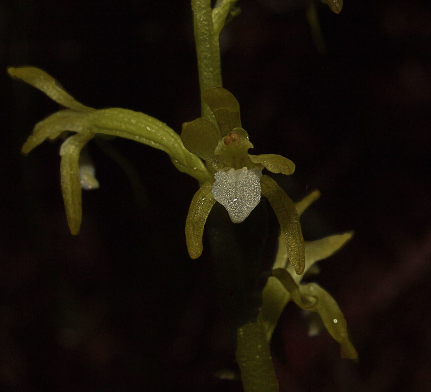 Claytonia gypsophiloides