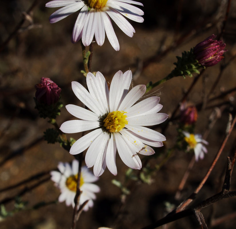 Corethrogne filaginifolia