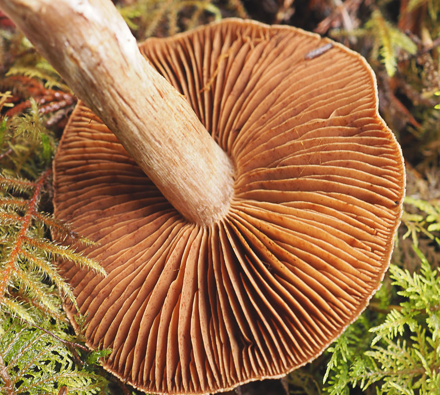 Cortinarius californicus