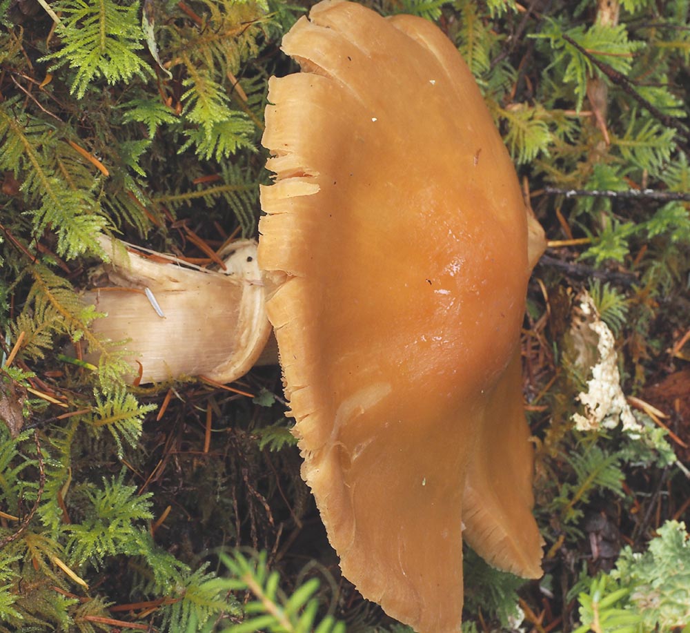 Cortinarius caperatus (Gypsy mushroom)