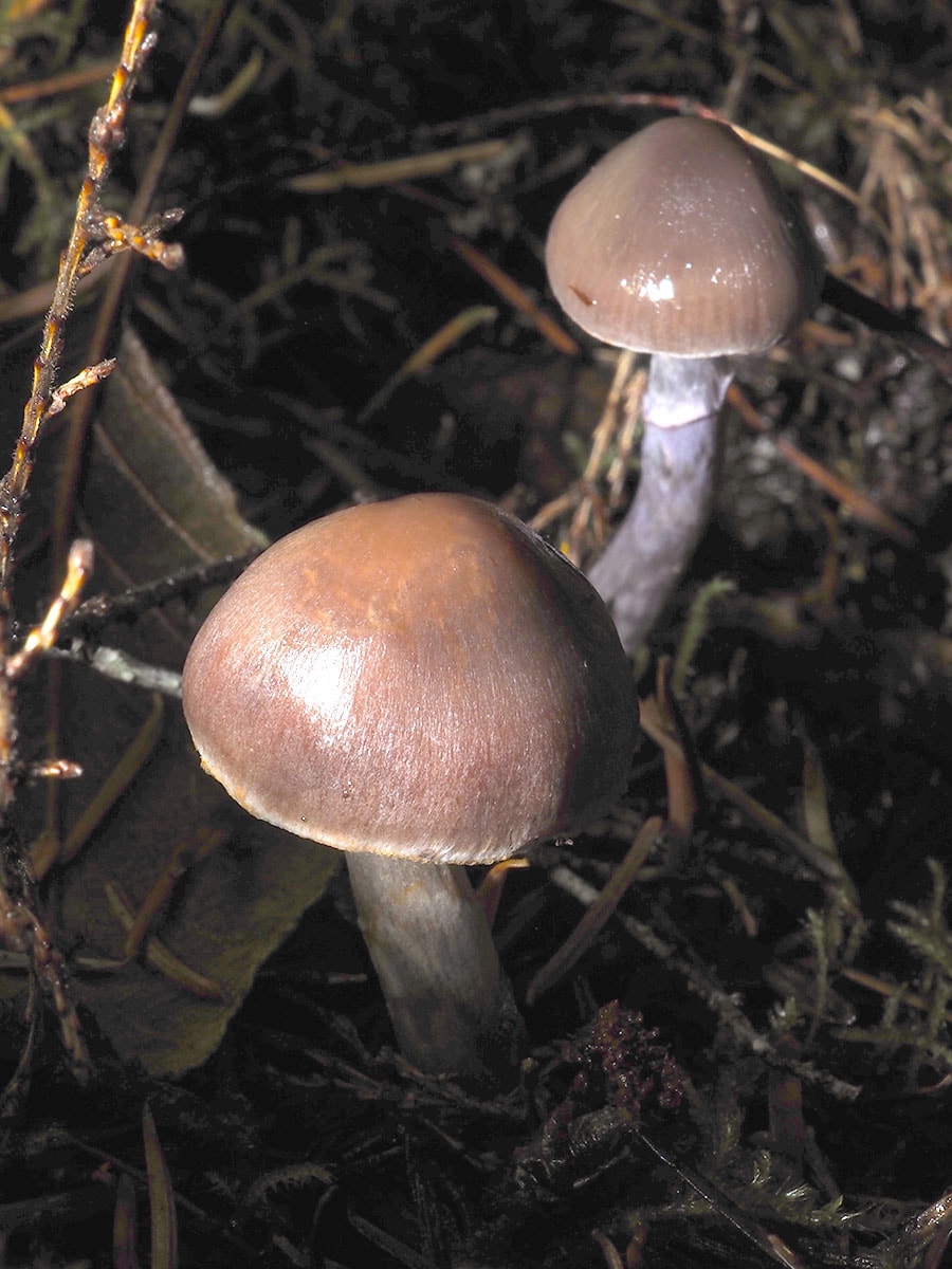 Cortinarius cf. substriatus