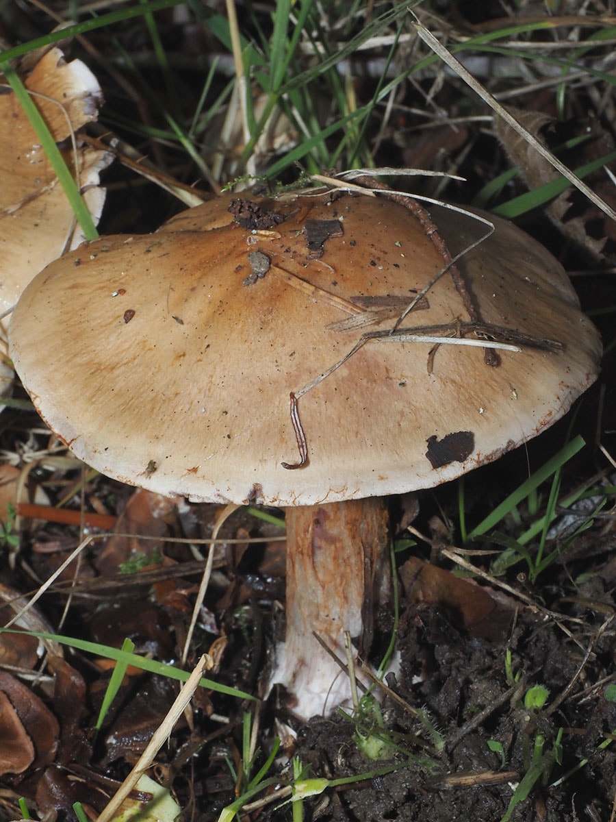 Cortinarius glaucopus (Bulbous cortinarius) 