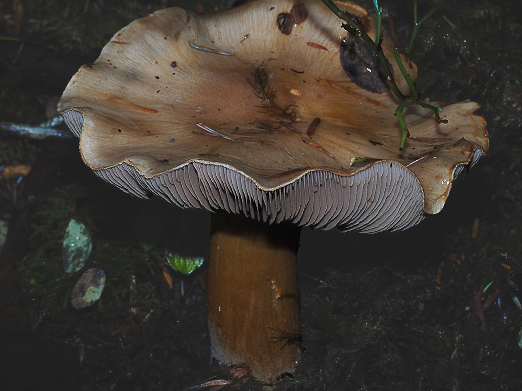 Cortinarius livido-ochraceus