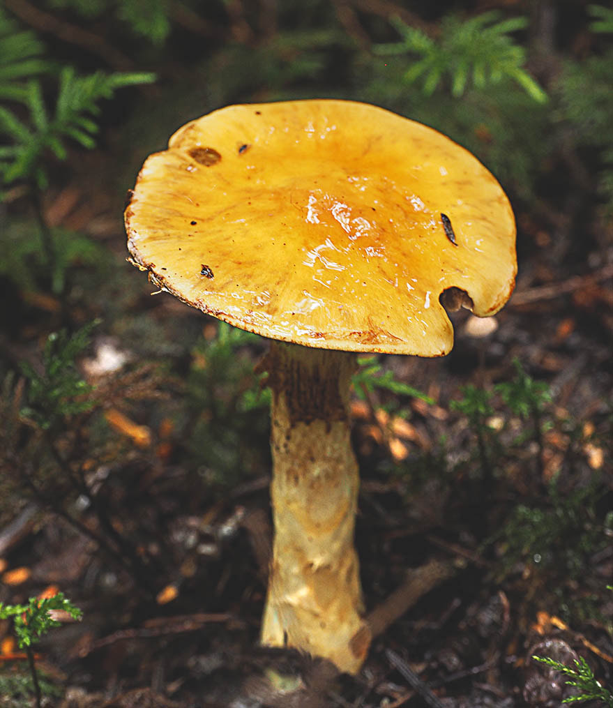Cortinarius cf. siedliae