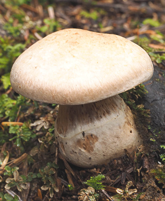 Cortinarius talus (Honey webcap)