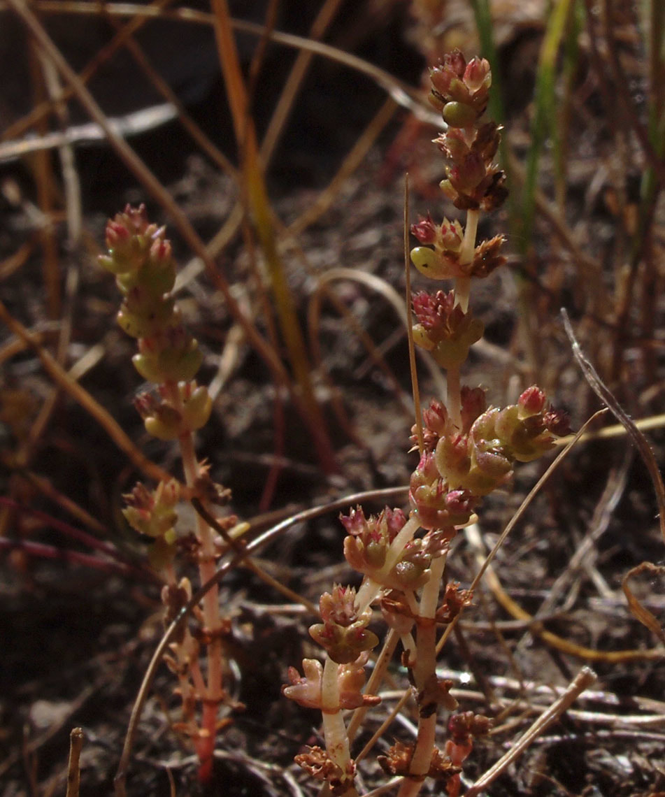 Crassula connata