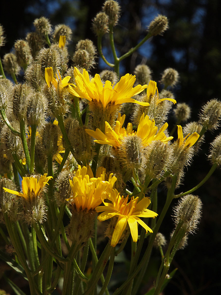 Crepis barbigera