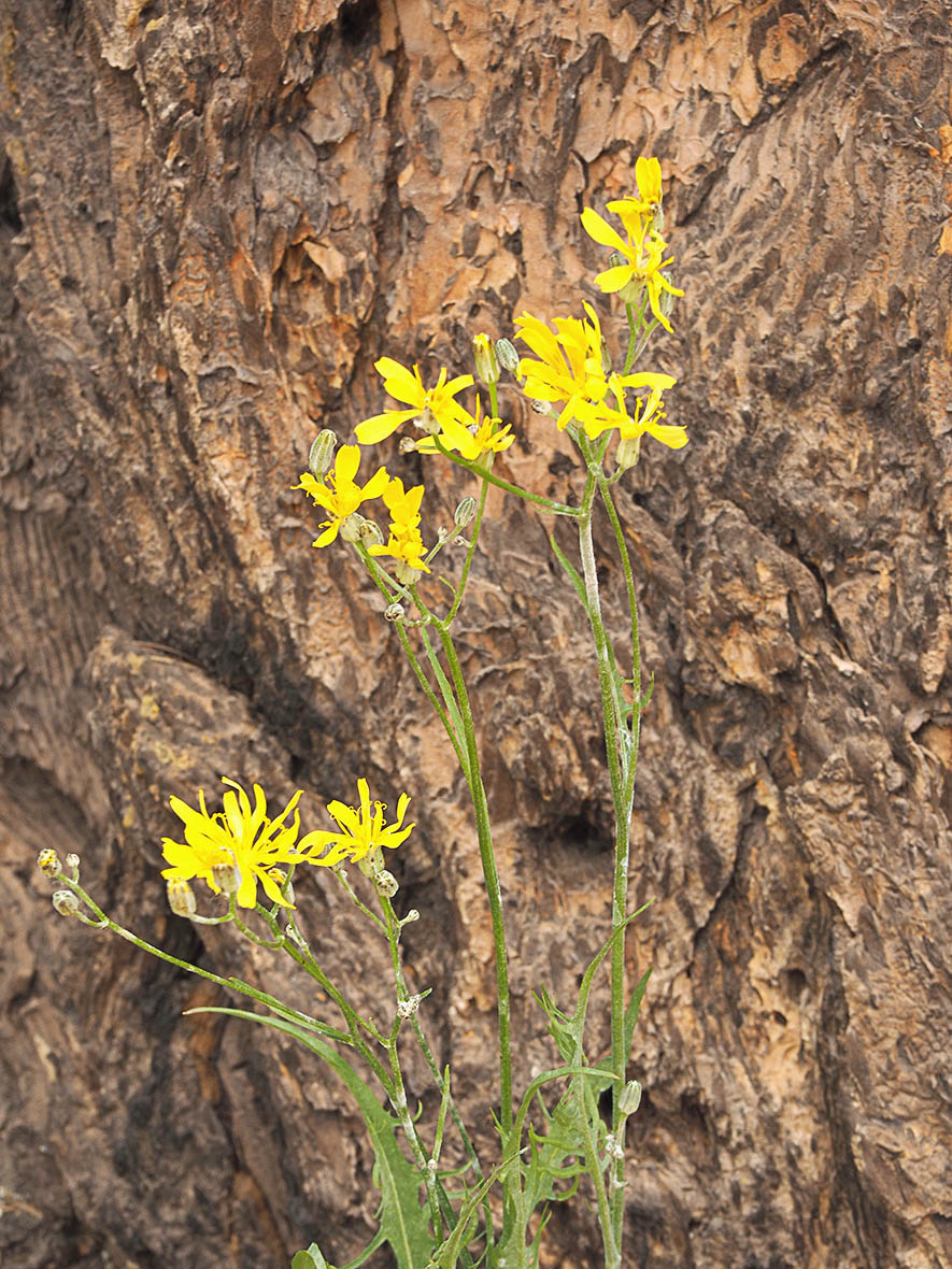 Crepis intermedia