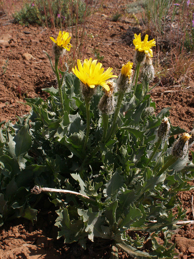 Crepis modocensis ssp. rostrata