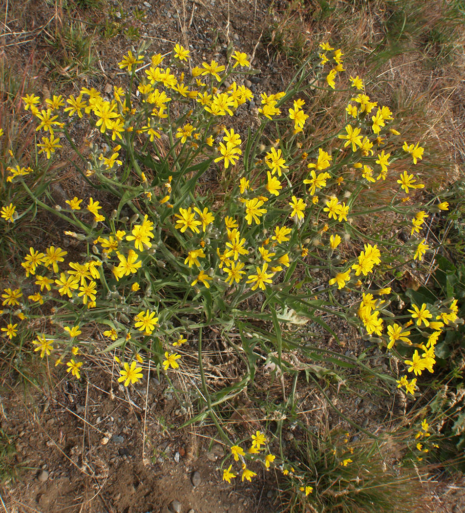 Artemisia ludoviciana ssp. candicans