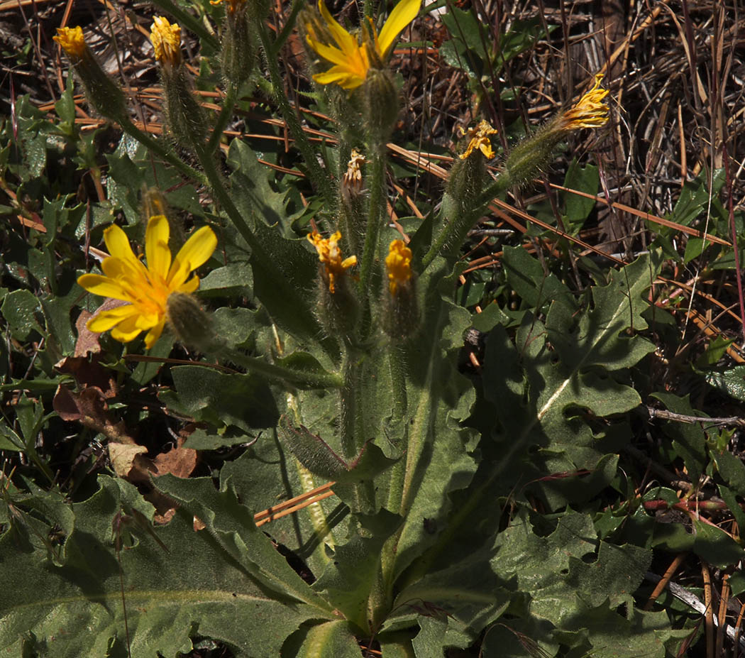 Crepis monticola
