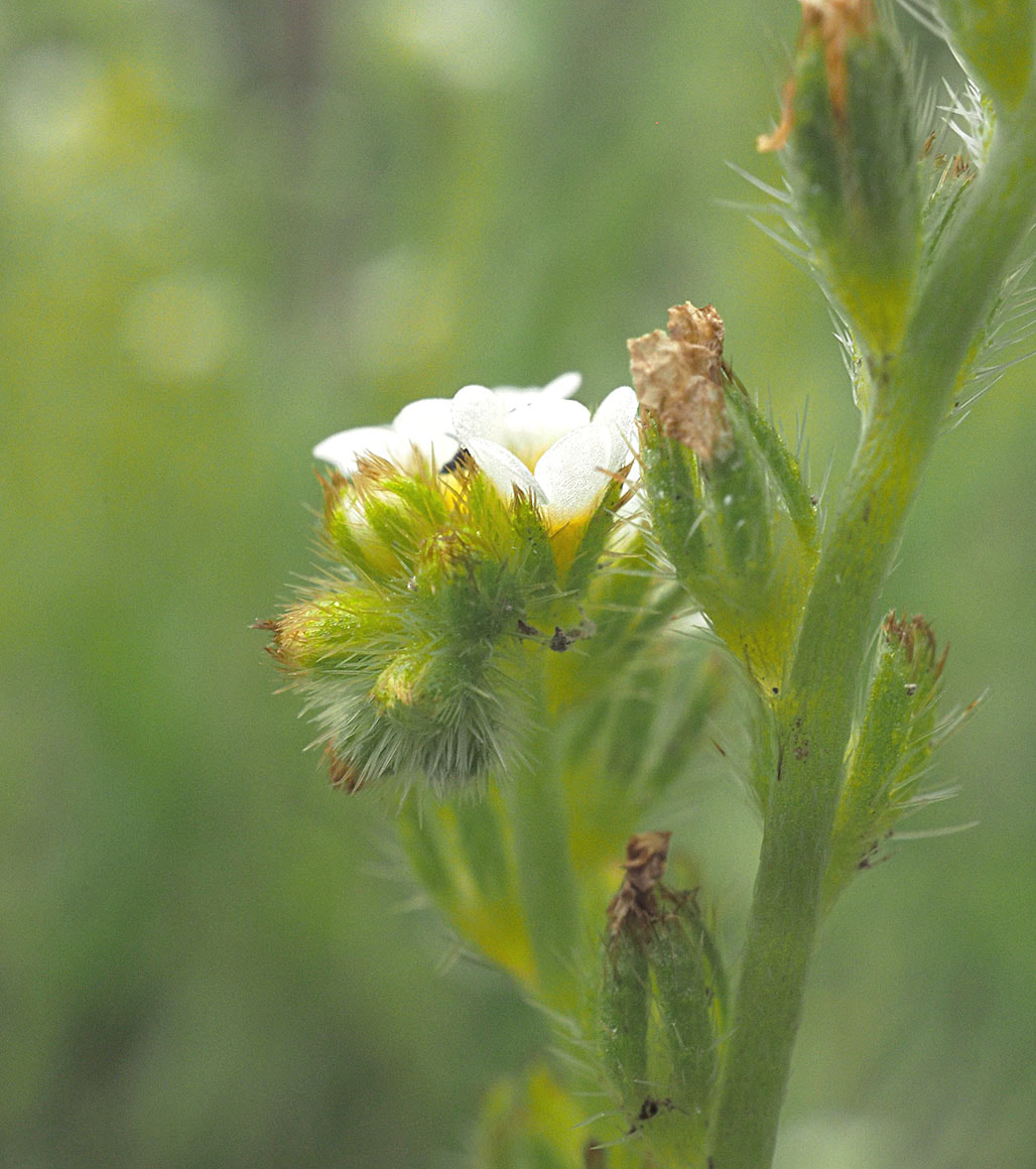 Cryptantha ambigua (Obscure cryptantha) - Miller Peninsula State Park