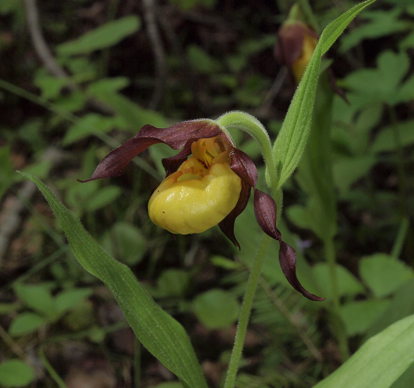 Cyprepidium parviflorum var. makasin