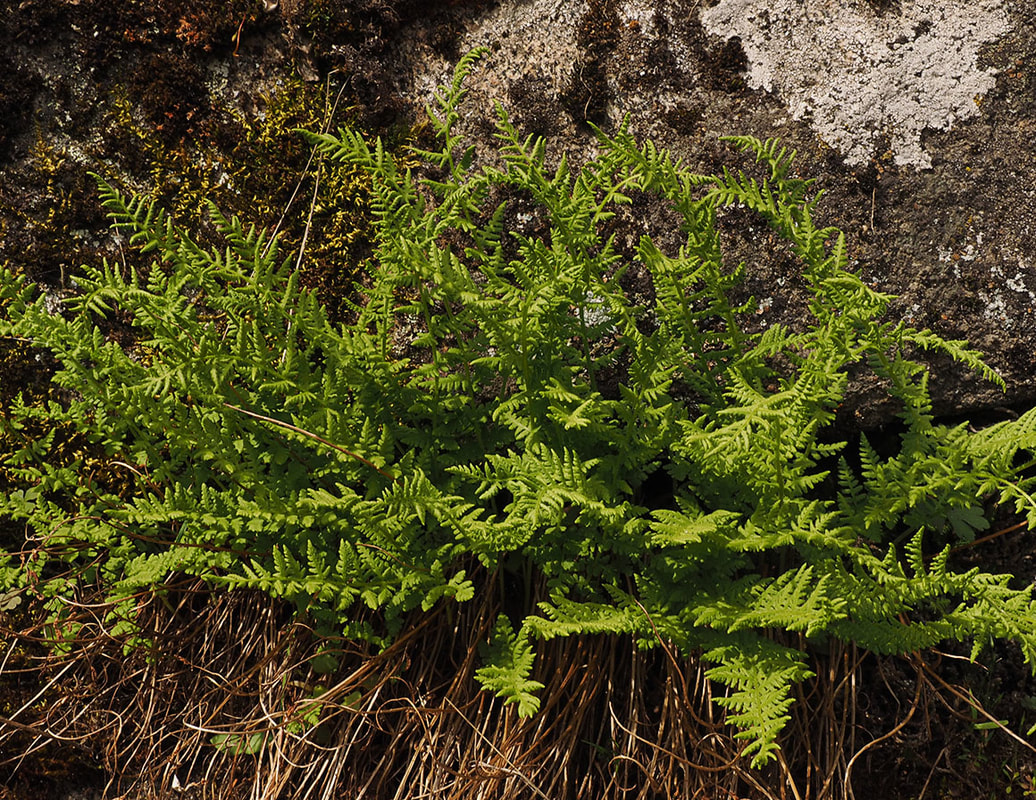 Cystopteris fragilis