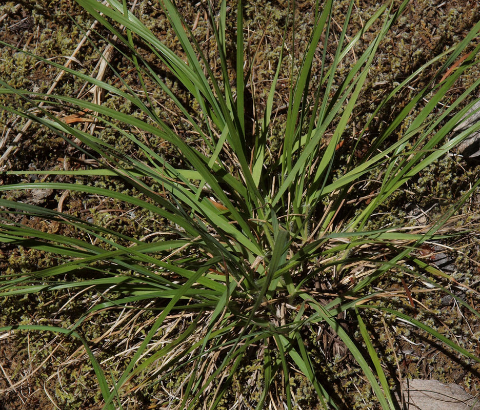 Danthonia californica 