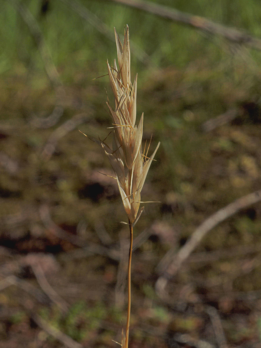 Danthonia intermedia ssp. intermedia