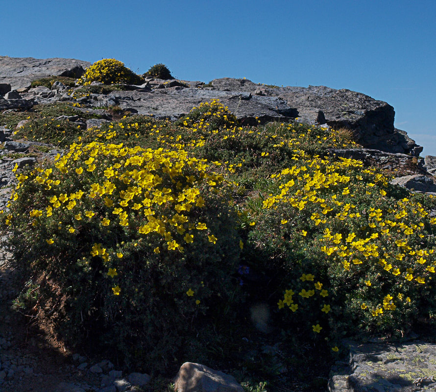 Dasiphora fruticosa