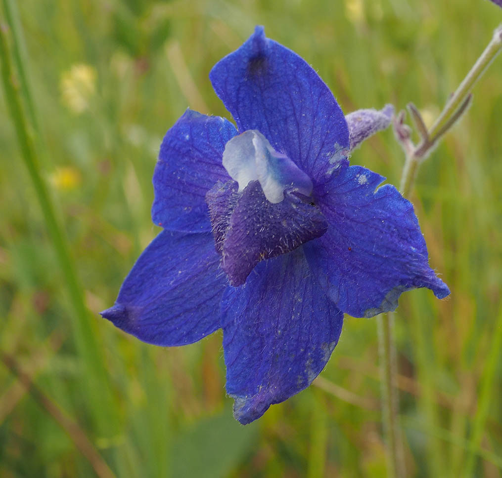 Delphinium menziesii (Menzies larkspur) 