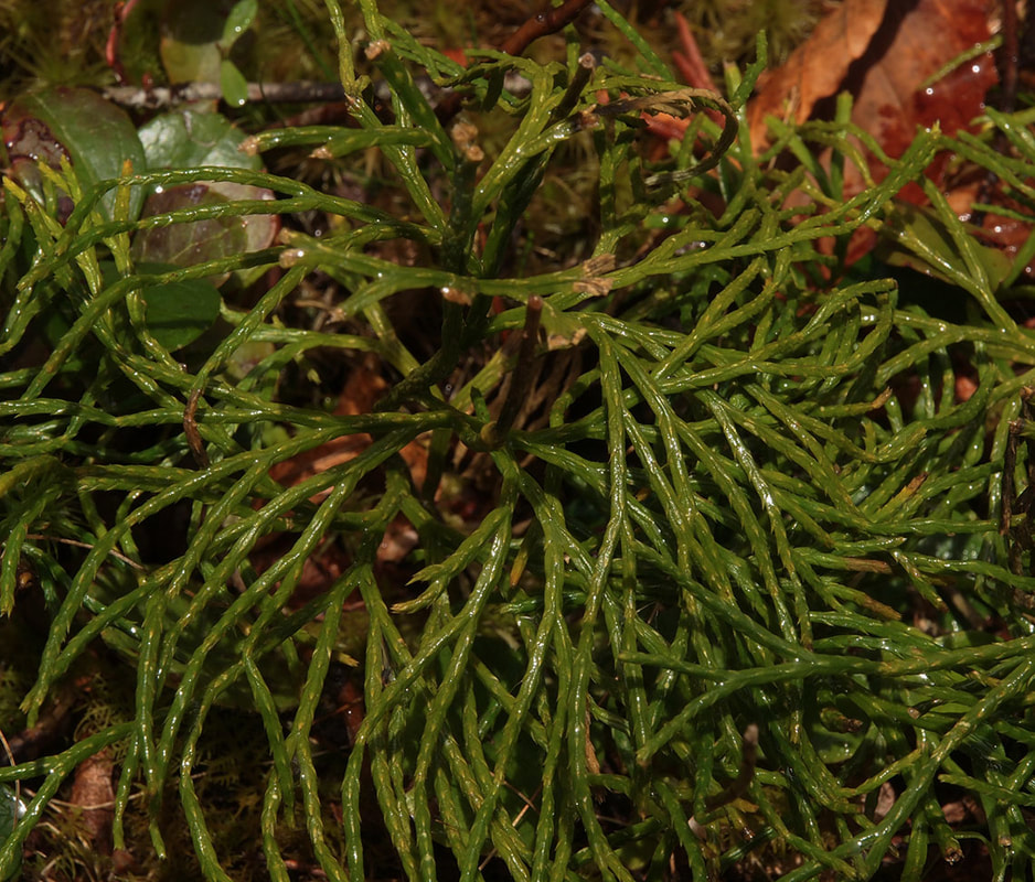 Dendrolycopodium obscurum