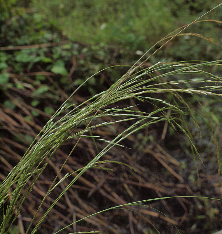 Deschampsia cespitosa ssp. cespitosa