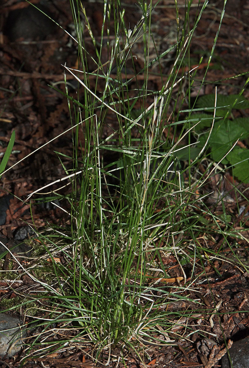 Deschampsia danthonioides