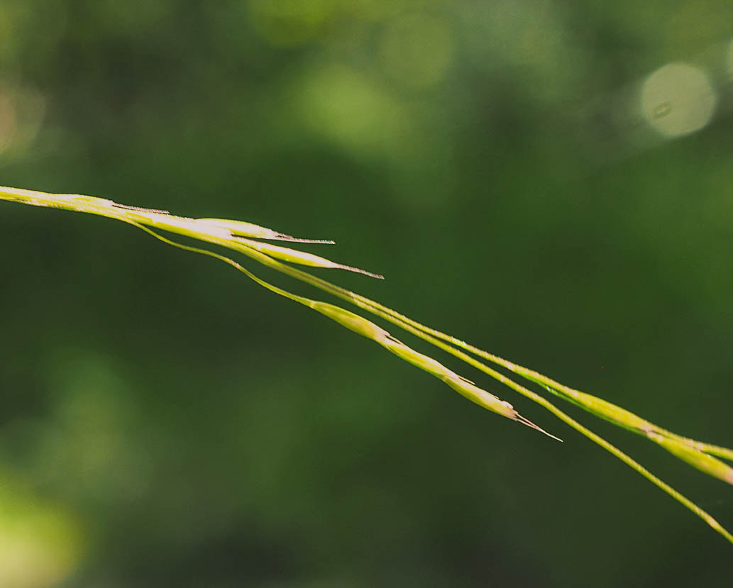 Deschampsia elongata (Slender hair grass) 