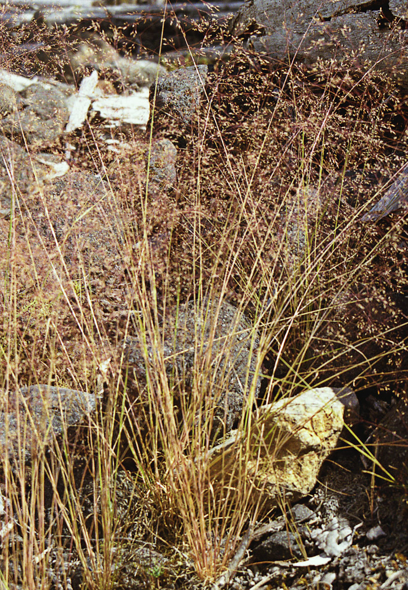 Deschampsia elongata