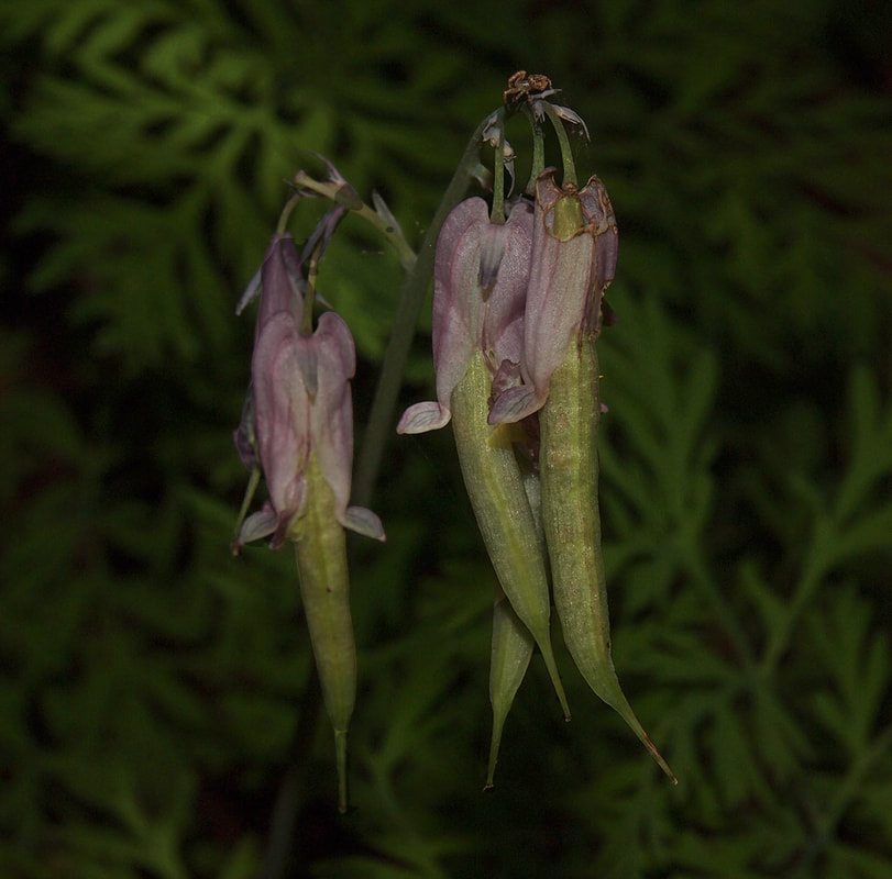 Dicentra formosa ssp. oregana