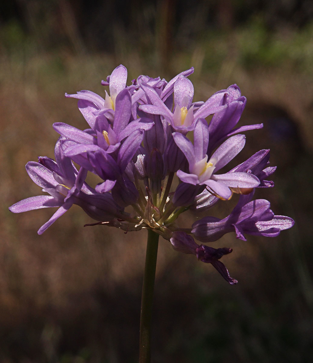 Dichelostemma multiflorum