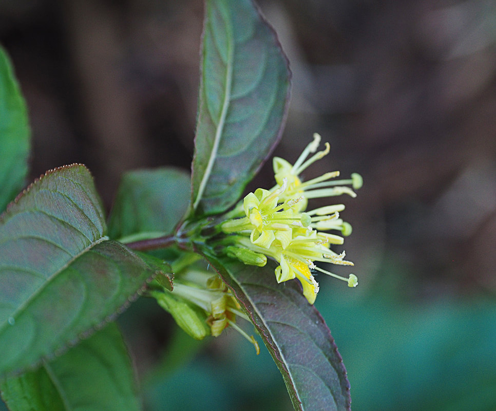 Diervilla lonicera
