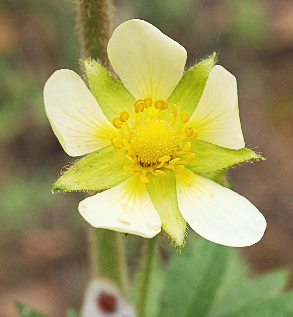 Drymocallis glandulosa ssp. pseudorupestris