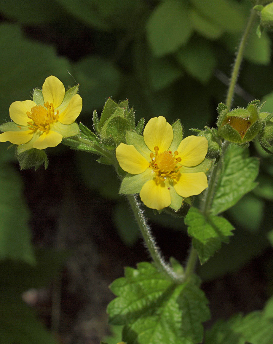 Drymocallis glandulosa ssp. glandulosa