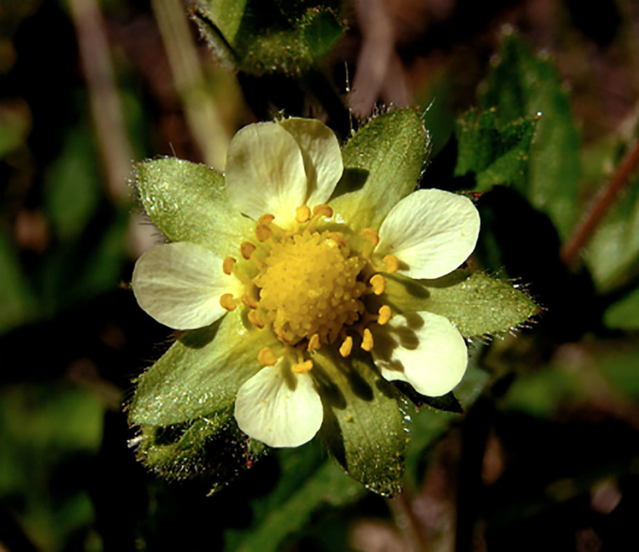 Drymocallis glandulosa ssp. reflexa