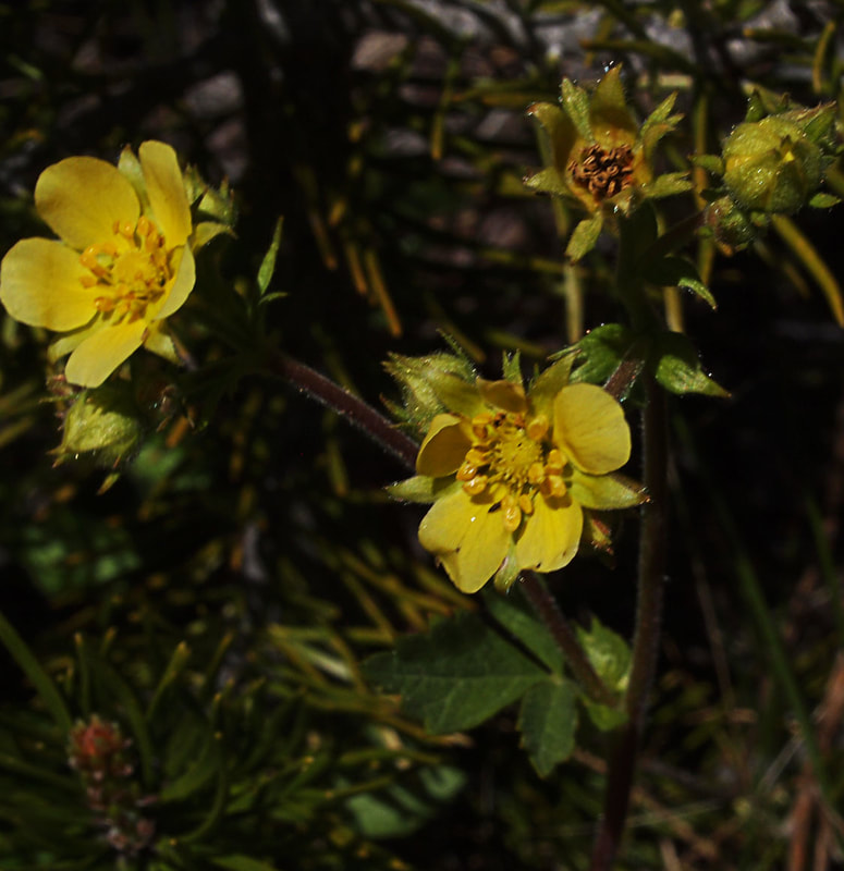 Drymocallis lactea var. austiniae