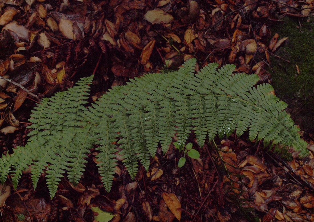 Dryopteris arguta