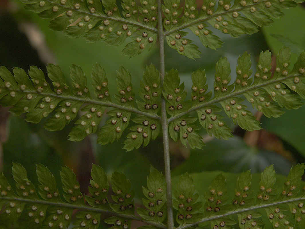 Dryopteris expansa