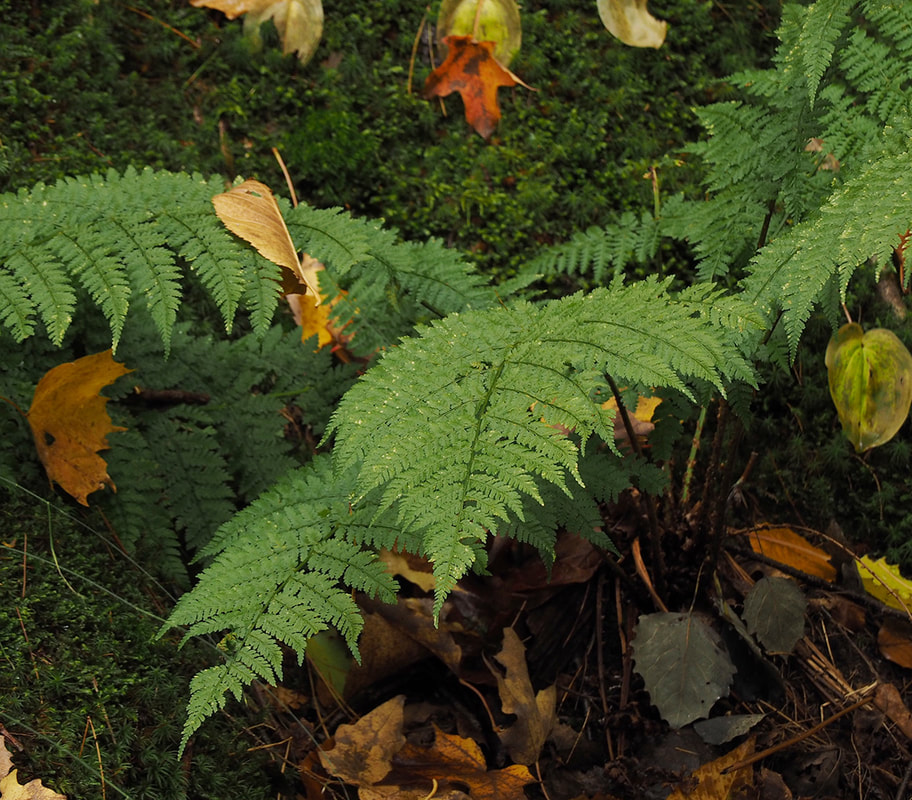 Dryopteris intermedia