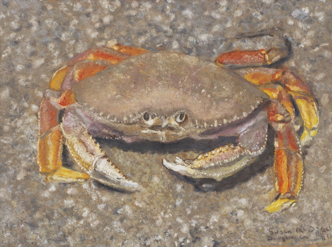Dungeness Crab