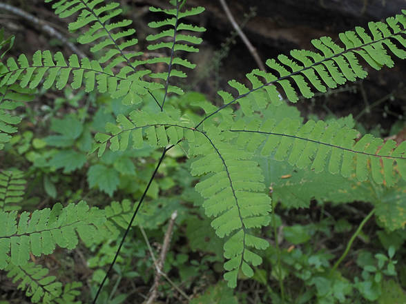 Adiantum aleuticum (Western maidenhair)