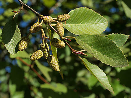 Alnus rhombifolia (White alder)