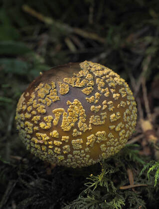 Amanita augusta (Yellow-veiled amanita)