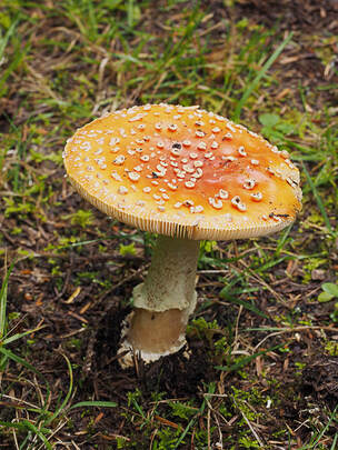 Amanita muscaria (Fly agaric)