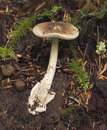 Amanita vaginata (grisette)