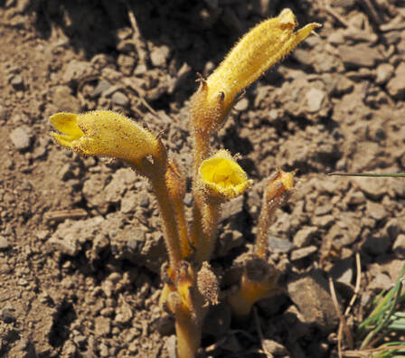 Aphyllon fasciculatum